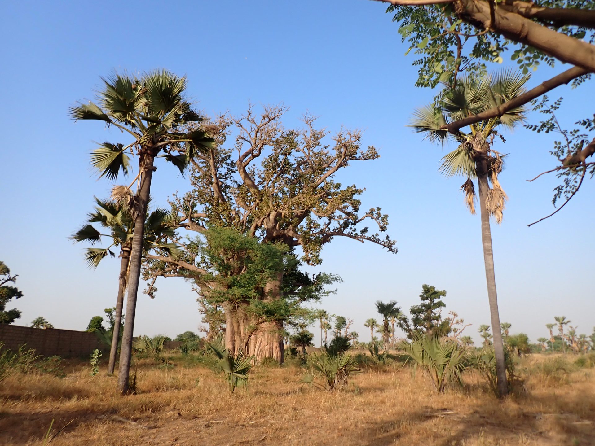 Rôniers et baobab