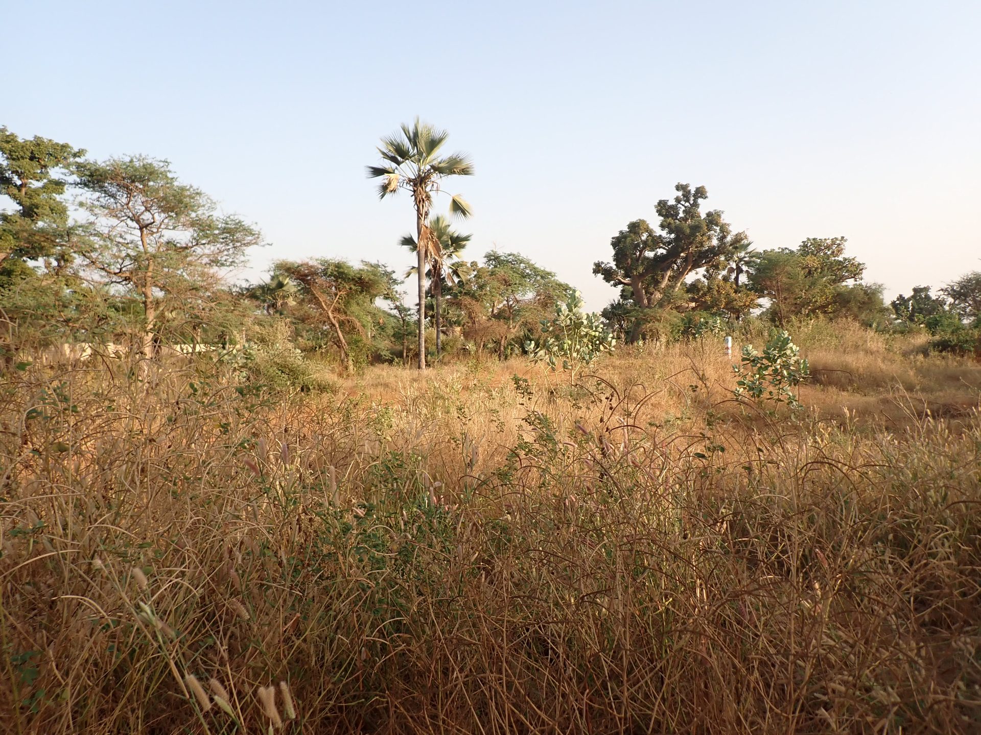 Savane